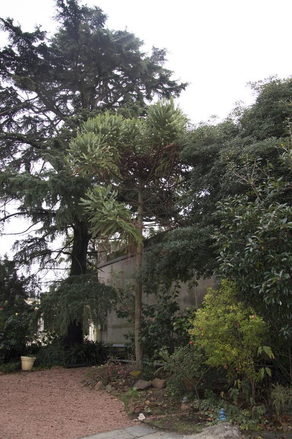 Cane B&B Montevideo Luaran gambar